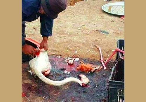 [[article_title_text]]