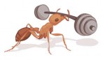 النملة تستطيع حمل وزن يفوق وزنها بـ 50 مرة